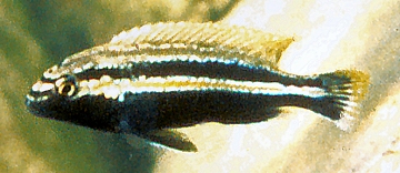 Melanochromis auratus. Photo © by M.K. Oliver