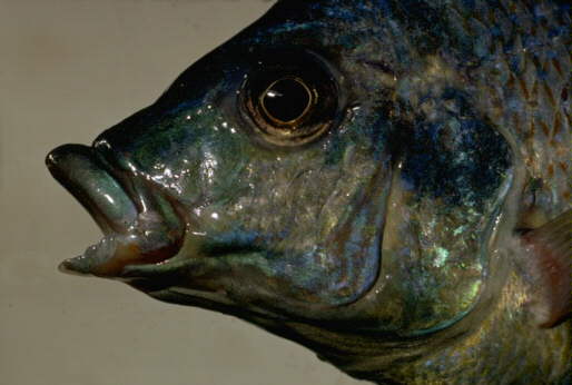 Platygnathochromis melanonotus, photo copyright © by M. K. Oliver