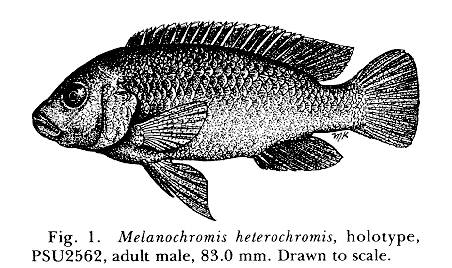 Melanochromis heterochromis, holotype; illustration from Bowers & Stauffer (1993)