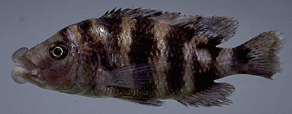 Placidochromis milomo, photo of a living paratype by M. K. Oliver