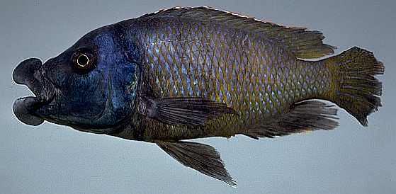 Placidochromis milomo, photo of the living holotype by M. K. Oliver