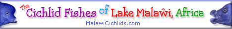The Cichlid Fishes of Lake Malawi, Africa:  MalawiCichlids.com