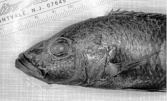 Stigmatochromis modestus, head of holotype, photo copyright © by M. K. Oliver