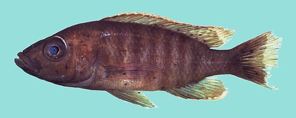 Stigmatochromis modestus, photo copyright © by M. K. Oliver