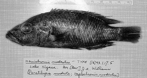 Stigmatochromis modestus, holotype, photo copyright © by M. K. Oliver