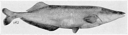 Mormyrops anguilloides, a mormyrid
found in Lake Malawi; illustration from Jubb (1967), used by permission
of A. A. Balkema Publishers