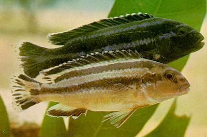 Melanochromis loriae (holotype & paratype of M. parallelus, junior synonym of M. loriae); photo by H. R. Axelrod; used by permission