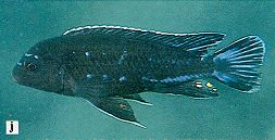 Melanochromis perileucos (?), photo from Ribbink et al. (1983)