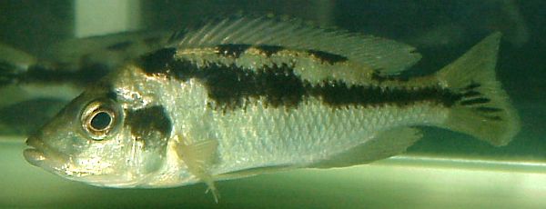 Mylochromis labidodon female, photo
copyright © by Carsten K. Larsen used by permission