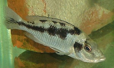 Female Mylochromis labidodon, photo © by Carsten K. Larsen used by permission