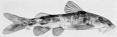 Chiloglanis neumanni, a small mochokid catfish
found in Lake Malawi; illustration from Jubb (1967), used by permission
of A. A. Balkema Publishers