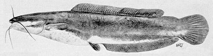 Clarias ngamensis, a clariid catfish
found in Lake Malawi; illustration from Jubb (1967), used by permission
of A. A. Balkema Publishers