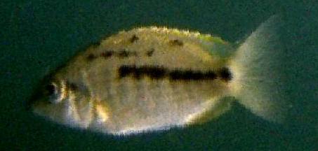 Nyassachromis cf. nigritaeniatus, photo copyright © by
M. K. Oliver