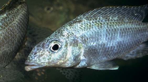 Nimbochromis linni, photo copyright © by M. K.
Oliver
