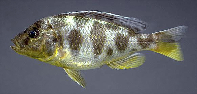 Nimbochromis venustus, photo copyright © by M. K. Oliver