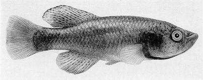 Nothobranchius orthonotus, a killifish sometimes
found in Lake Malawi; black & white photo from Jubb (1967), used by permission
of A. A. Balkema Publishers