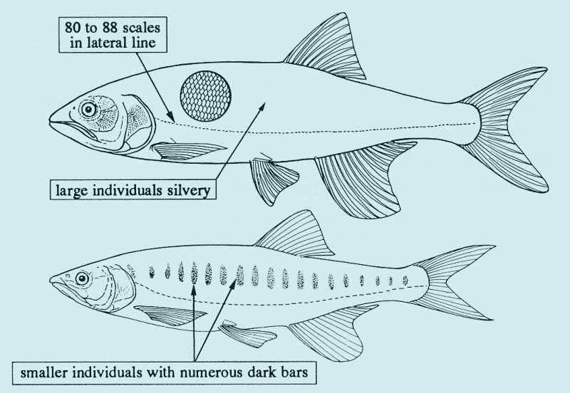 The Mpasa, Opsaridium microlepis; drawing by P. Lastrico, FAO