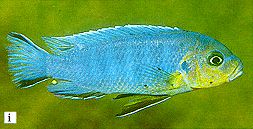 Pseudotropheus
'aggressive yellow head,' photo from Ribbink et al. (1983)