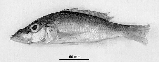 Pallidochromis tokolosh, photo by George Turner, from Turner (1994)