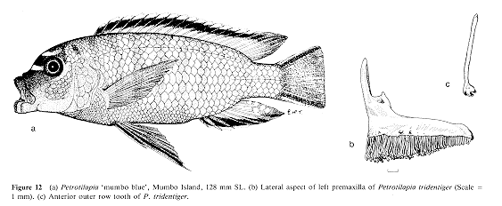 Petrotilapia mumboensis, drawings from Ribbink et al. (1983)