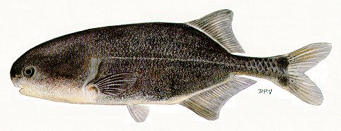 Petrocephalus catostoma, a mormyrid
found in Lake Malawi; illustration from Skelton (1993), used by permission
of P.H. Skelton