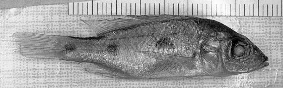 Stigmatochromis pleurospilus, holotype, right side;
photo copyright © by M. K. Oliver