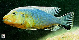 Pseudotropheus purpuratus (`aggressive blue`), photo from Ribbink et al. (1983)