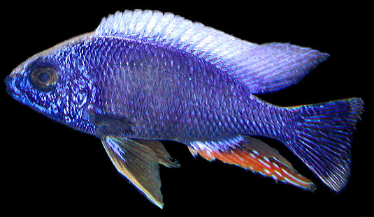 Protomelas `steveni,' male from Higga Reef, Tanzania, Lake Malawi; aquarium photo by Darin Pearson