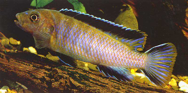 Chindongo longior, live holotype, photo from Seegers (1996),
used by permission