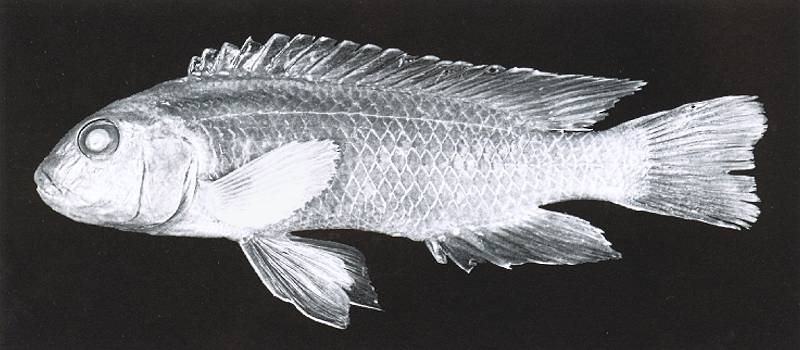 Chindongo longior, preserved holotype; photo from Seegers (1996),
used by permission