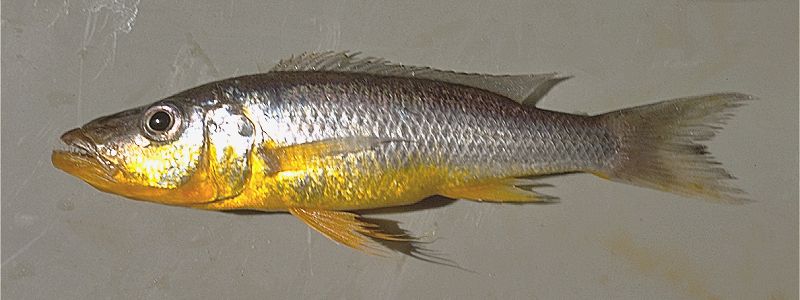 Rhamphochromis `long fin yellow,' possibly identifiable with R. brevis;
photo copyright © by M. K. Oliver