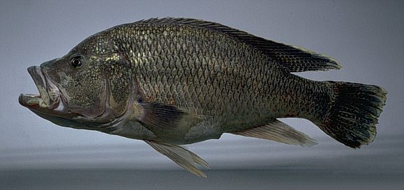 Serranochromis r. robustus, photo copyright © 1997
by M. K. Oliver