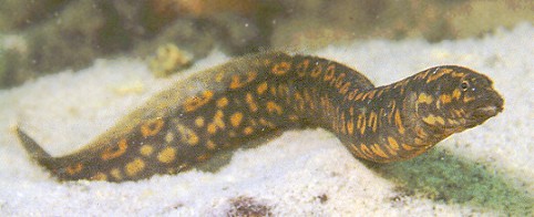 Aethiomastacembelus sp. `Rosette,` a puzzling mastacembelid spiny eel found in Lake Malawi. Photo copyright © by Ad Konings, used with his permission