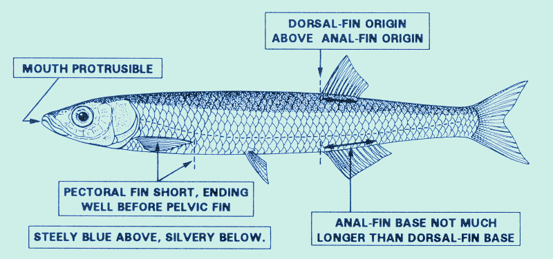 The Usipa, Engraulicypris sardella; drawing by P. Lastrico, FAO