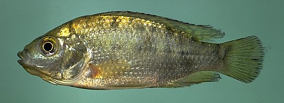 Oreochromis shiranus shiranus, photo copyright © 1997 by
M. K. Oliver