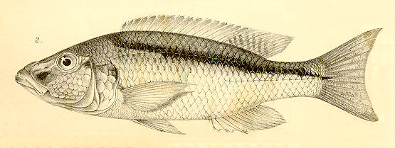 Champsochromis spilorhynchus (1)