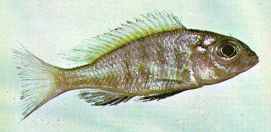 Placidochromis stonemani, holotype; photo by Dr. H.R. Axelrod, used by permission