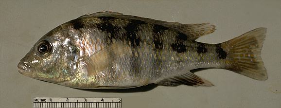 Placidochromis subocularis, photo copyright © by M. K. Oliver