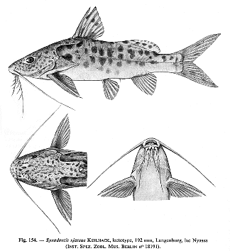 Synodontis njassae, a mochokid catfish found in Lake Malawi; drawing from Poll (1971), fig. 154