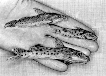 Synodontis njassae, preserved specimens with small, medium, and large spots; photo © by M. K. Oliver