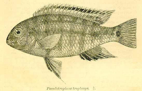 Tropheops tropheops, drawing from Regan (1921)