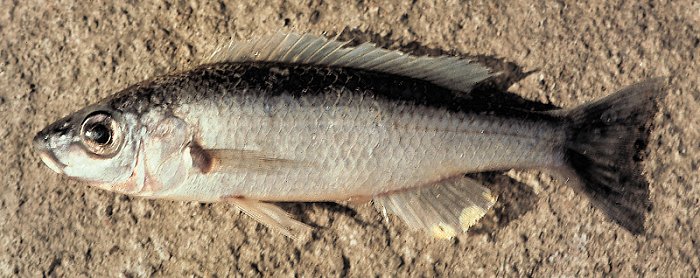 Diplotaxodon limnothrissa, photo copyright © by G. F. Turner