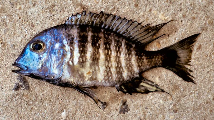 Lethrinops 'deep-water albus,' male, photo copyright © by G. F. Turner