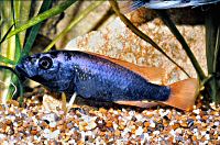 Unidentified Victoria blueblack orangefin cichlid